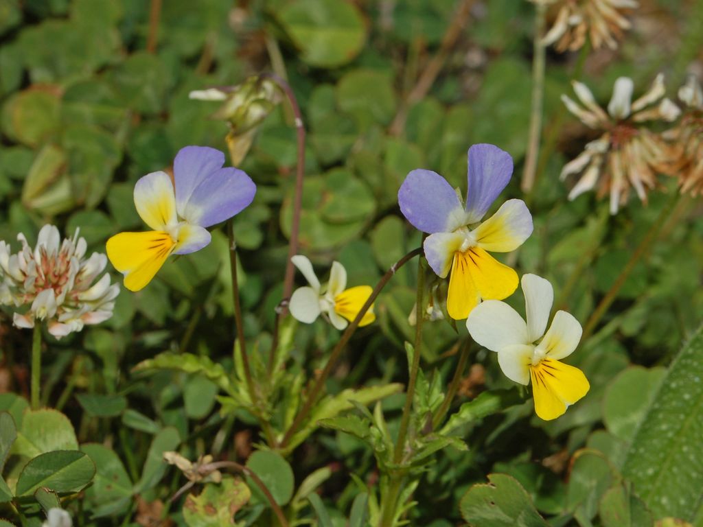 Viola tricolor / Viola del pensiero